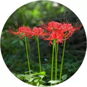 Red spider lily