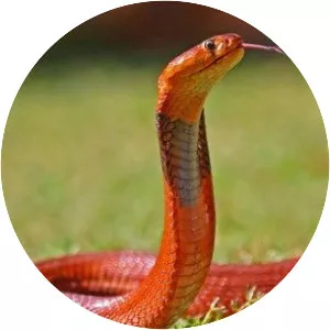 Red spitting cobra