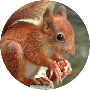 Red squirrel