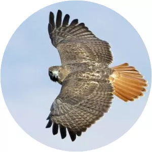 Red-tailed hawk