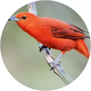 Red Tanager - 