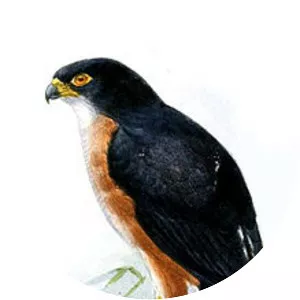 Red-thighed sparrowhawk