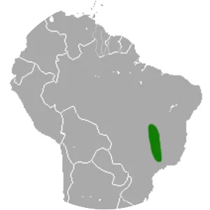 Red three-striped opossum - Animal