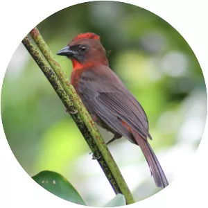 Red-throated ant tanager - Bird