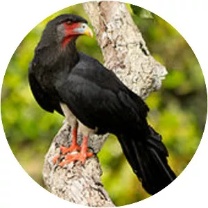 Red-throated caracara