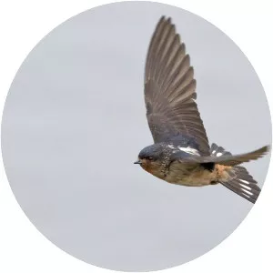 Red-throated cliff swallow - Bird
