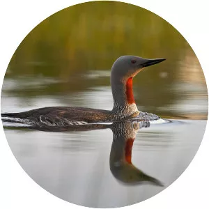 Red-throated loon