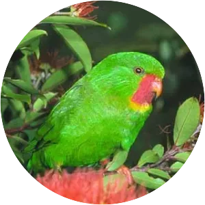 Red-throated lorikeet
