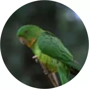 Red-throated parakeet