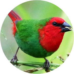 Red-throated parrotfinch