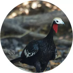 Red-throated piping guan - Bird