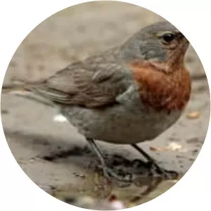 Red-throated thrush