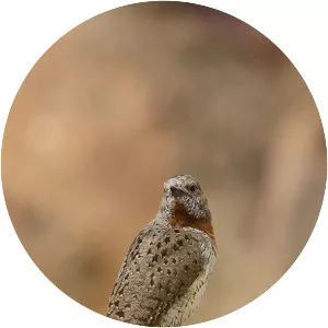 Red-throated wryneck