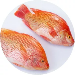 Red tilapia - Fish