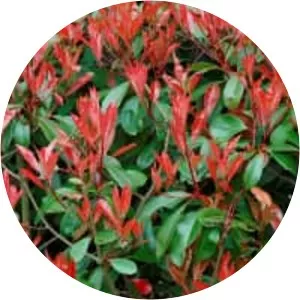 Red Tip Photinia - Plants