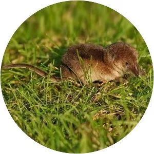 Red-toothed shrew