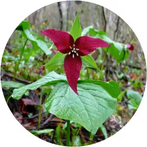 Red trillium
