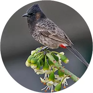 Red-vented bulbul