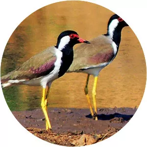 Red-wattled lapwing
