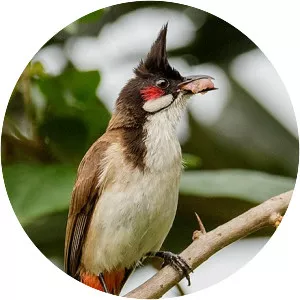 Red-whiskered bulbul