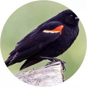 Red-winged blackbird - Birds