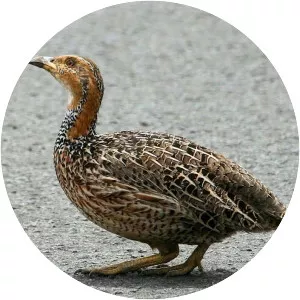 Red-winged francolin