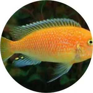 Red zebra cichlid
