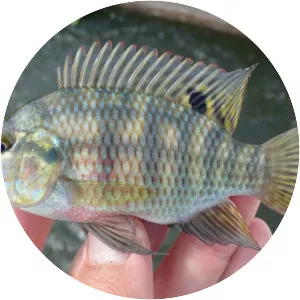 Redbelly tilapia