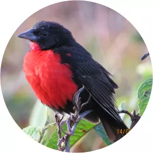 Red-breasted meadowlark