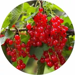 Redcurrant - Plants