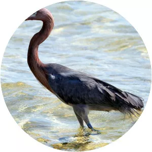 Reddish egret - Birds