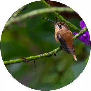 Reddish hermit
