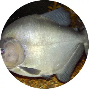 Redeye piranha