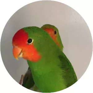 Redheaded lovebird