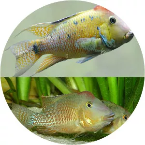 Redhump eartheater - Fish