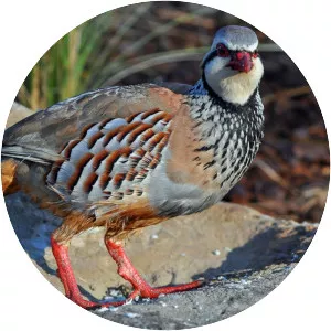 Redlegged partridge