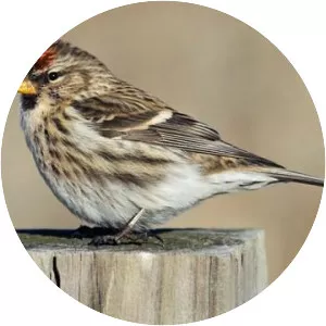 Redpolls
