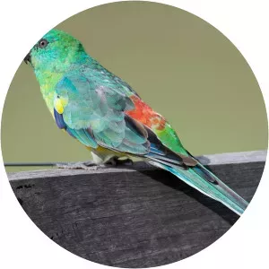 Red-rumped parrot