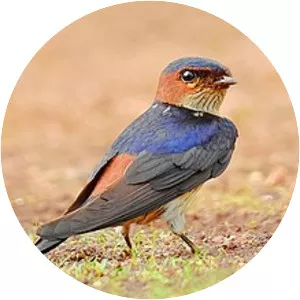 Redrumped swallow