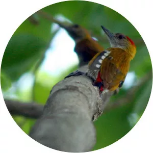 Red-rumped woodpecker
