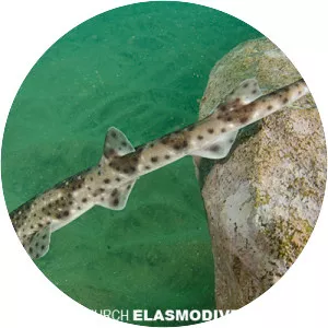 Redspotted catshark - Fish