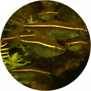 Redstripe rasbora