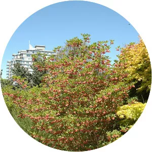 Redvein enkianthus