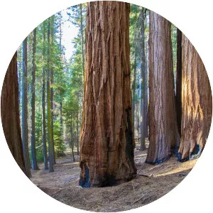 Redwood Mountain Grove