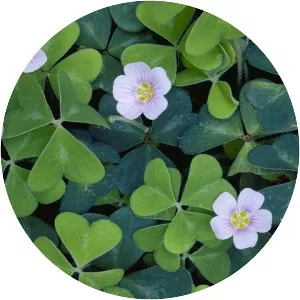 Redwood sorrel (Oxalis Oregana)