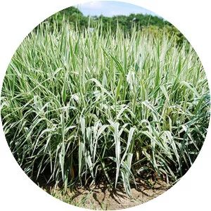 Reed canary grass - Plants
