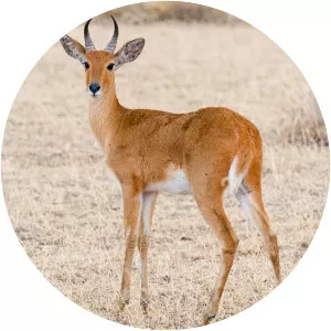 Reedbuck