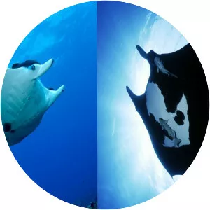 Reef manta ray