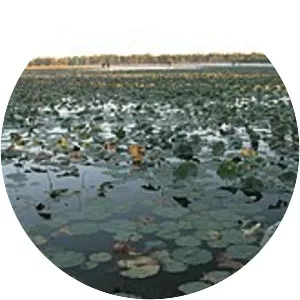 Reelfoot Lake - Lake in Tennessee