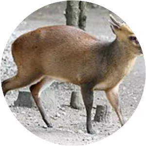 Reeves's muntjac